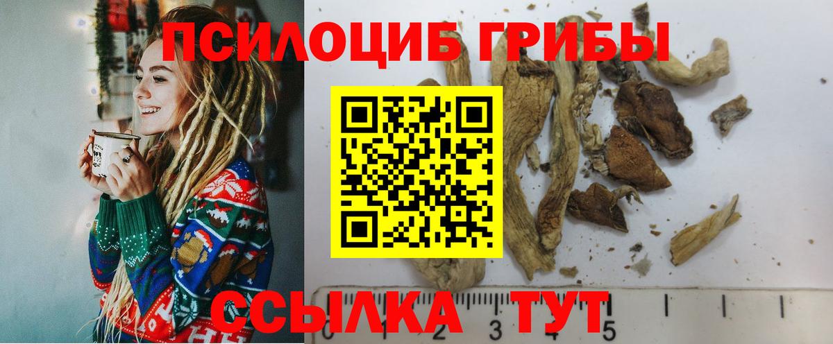 Псилоцибиновые грибы Cubensis Амурск